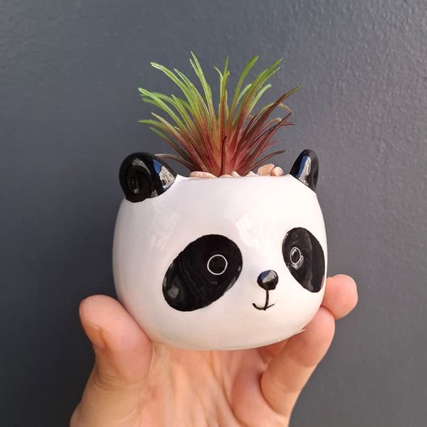 Декоративна саксийка с декоративно секулентно растение