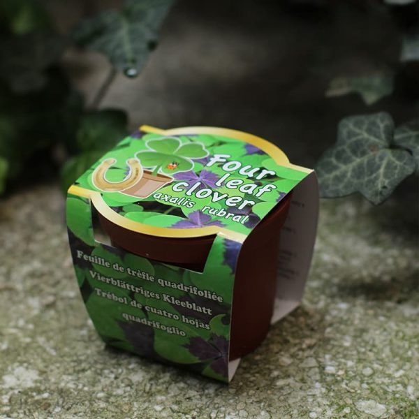 Четирилистна детелина за отглеждане в саксия.